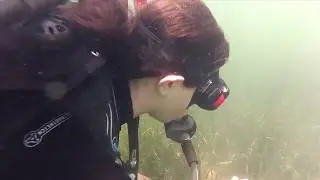 Eelgrass buds system