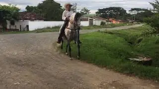 Caballo trot&oacute;n galopero RESORTE 🐴