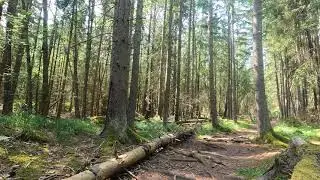 Green Screen Background a forest trail in a Swedish forest/Chroma Key Backgrounds