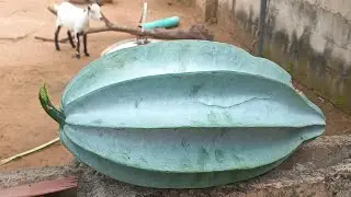 How to Harvest Ugu Seeds for Replanting | Step-by-Step Guide (Nigerian Farming Tips)