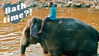 ELEPHANTS in HAMPI!! - Temple touring and elephant bathing in INDIA