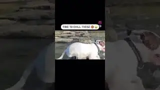#dogtv #funny #shortsfeed #dogtvfordogstowatch