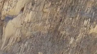 Ladakh - Himalayan Blue Sheep in a vertical wall