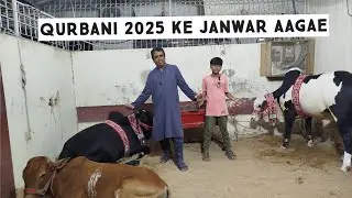 FINALLY , HAMARAI JANWAR BHI AAGAE 😄 ! ALLHUMDULILLAH 😊 #muhammadarhamasgher #cow #bull #eid