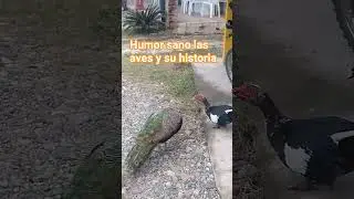 esto te Ara recordar y te Ara reir