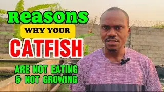 Reasons Why Your Fish Are Not Eating and Not Growing