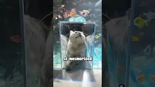 Making a Custom Fish Tank For a Cat 🥹❤️