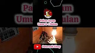 pakan anak ayam umur 0-1 bulan part 1 #anakayam #anakayamkampung #docayam