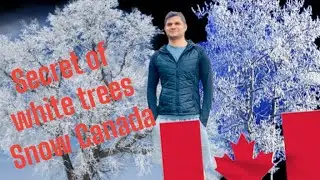 Trees frozen by fog in Canada  #fog #Calgarysnow #canadasnow