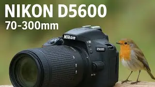 Nikon d5600 wildlife 🐦 Birds photography with 70-300mm lems 2025 . #nikon #birds #wildlife  #shorts 