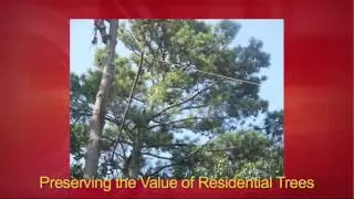 Tree Cutting Service Roswell | Rigby's Expert Tree Care Call 770-993-4675