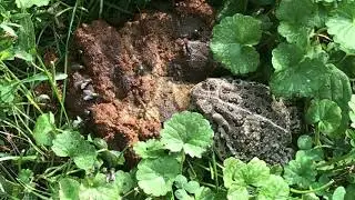 Toad Eating Flies off Poo