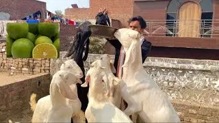 बकरो🐐को मौसमी का गुद्दा ज़रूर खिलाता हूँ मैं॥BOHOT ACHE GROT KRE GE 👌@SAWEJGOATFARAM 