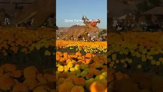 Тыквенная грядка Spina Farms #тыквеннаягрядка #динозавры #калифорния #хеллоуин