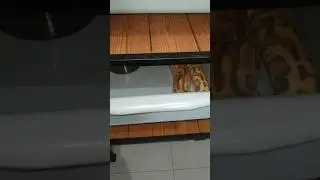 #4 Mode Mlungsungi Ular Dipong Brongersmai / Snake Blood Python #snake