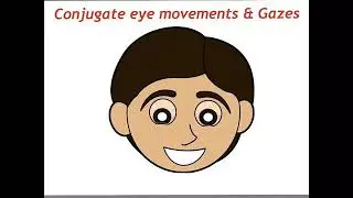 Eye movements & Gazes