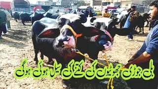 #salamyahussainع #cow #animals #haveitoldyoulatelythatiloveyou 