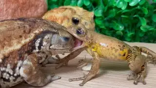Strength is not the physique, but the mind！【Frog and toad】miyako toad