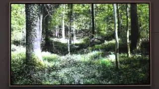 Bucheggberg Forest - Studio Install