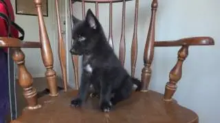 Fila - F1 Pomsky pup