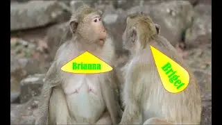 Daily Brianna and  Briget  Family /Two Monkey Look after the Baby Baron Playing alone on the Stone