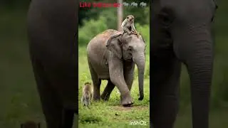 Cute Wild Animals Playing in Jungle 🌿 | Relaxing & Enjoyable! #funny
