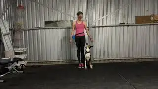 Darwin Heelwork & Positions