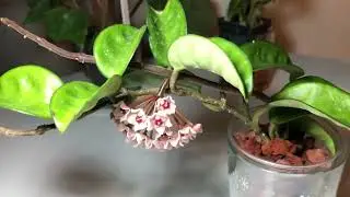 Hoya Krinkle Eight - IN BLOOM!!!! 🤪🌸