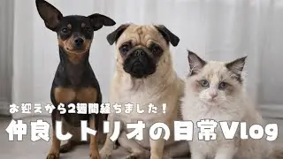 【新！遊具が届きました！】仲良しトリオの日常Vlog