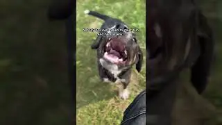 This Is The Dog No One Sees can we find a sponsor for him