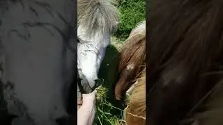 #shorts What is your favorite food? #horse #pony
