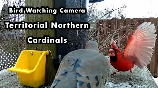 Cardinal Disputes and Conflict at The Feeder During Winter - Bird Watching Camera
