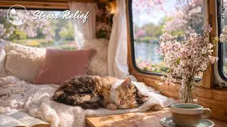 Soothing Piano & Birdsong for Cats ~ Calm Down Fast, Reduce Stress & Sleep Deeper
