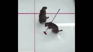 Groundhog Curling