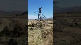Tree Grows Upside Down
