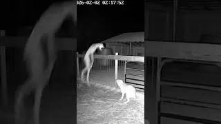 Dog vs. Creepy Creature pt 9 #dog #viral #scary #creepy #shorts #shortsfeed