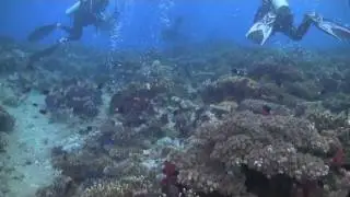 Tip to Fiji - Shark Dive at Beqa Lagoon