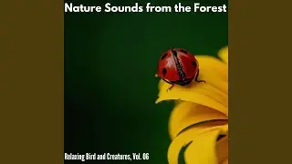 Courageous Woodland