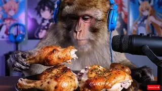 Monkey ASMR Eating Compilation Part 2 | Delicious Fast Food Sounds | Satisfying Animal ASMR 4K