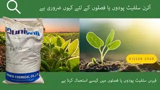 Iron or ferrous sulphate for plants is very Important ! How and when to use in plants ! Kisan Ghar