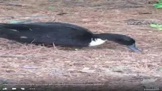 7/23/14 Bird Notes with Mark LaBarr on Across The Fence