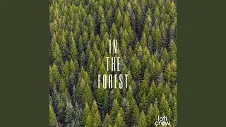 Lofi Music Forest Deep Focus