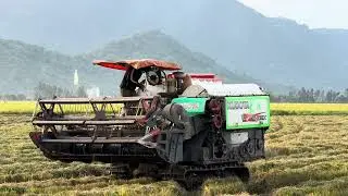 Rice harvest in Vietnam
