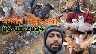 Amroha kabootar market 🕊️ 06-01-2024. अमरोहा कबूतर बाज़ार। Gola kabootar market. Bird market India.