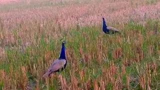 A Group Of Beautiful Peacock So Naic New 2025 Peacock and Long video