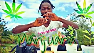 Fun facts to know about Marijuana! MICESOBAD #Herbs ✅