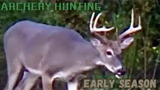 How to Successfully Pattern Whitetail Bucks Feeding and Travel Routes