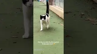 The cat distribution system is real🤣🤣#cat#catvideos #fyp