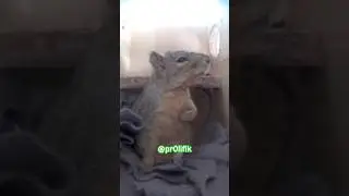 Мистер Белка🤣🤣 #смешно #природа #короткометражки #комедийныекороткометражки