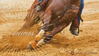 Animal || Western Horse Music Video ||